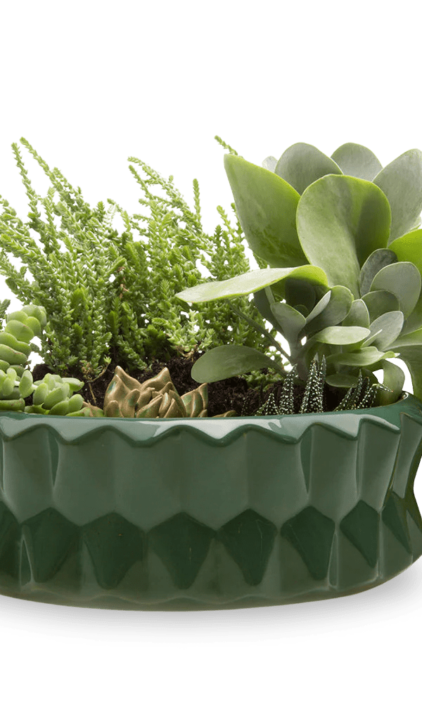 Fang Ceramic Modern Planter For Succulents - Chive Ceramics Studio - Pots - Chive Ceramics Studio