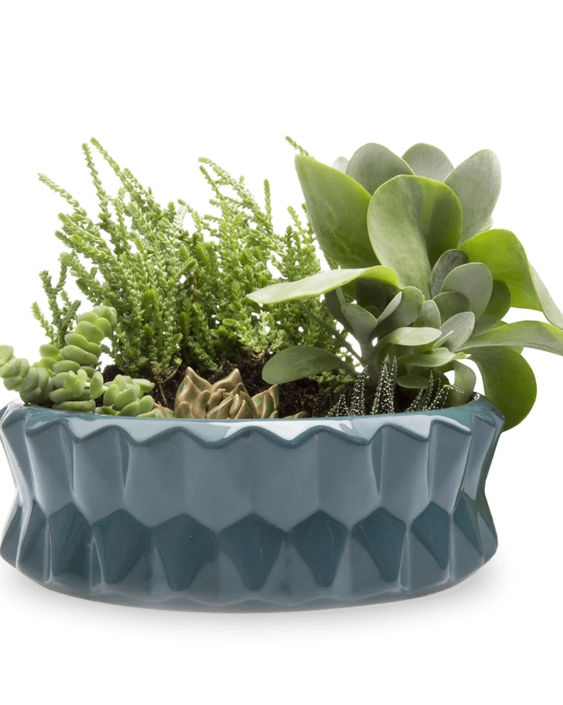 Fang Ceramic Modern Planter For Succulents - Chive Ceramics Studio - Pots - Chive Ceramics Studio