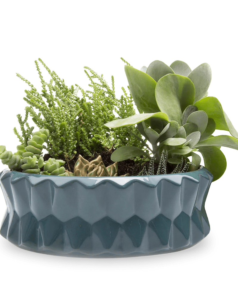 Fang Ceramic Modern Planter For Succulents - Chive Ceramics Studio - Pots - Chive Ceramics Studio