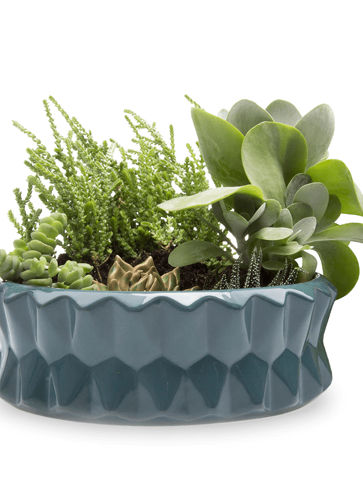 Fang Ceramic Modern Planter For Succulents - Chive Ceramics Studio - Pots - Chive Ceramics Studio