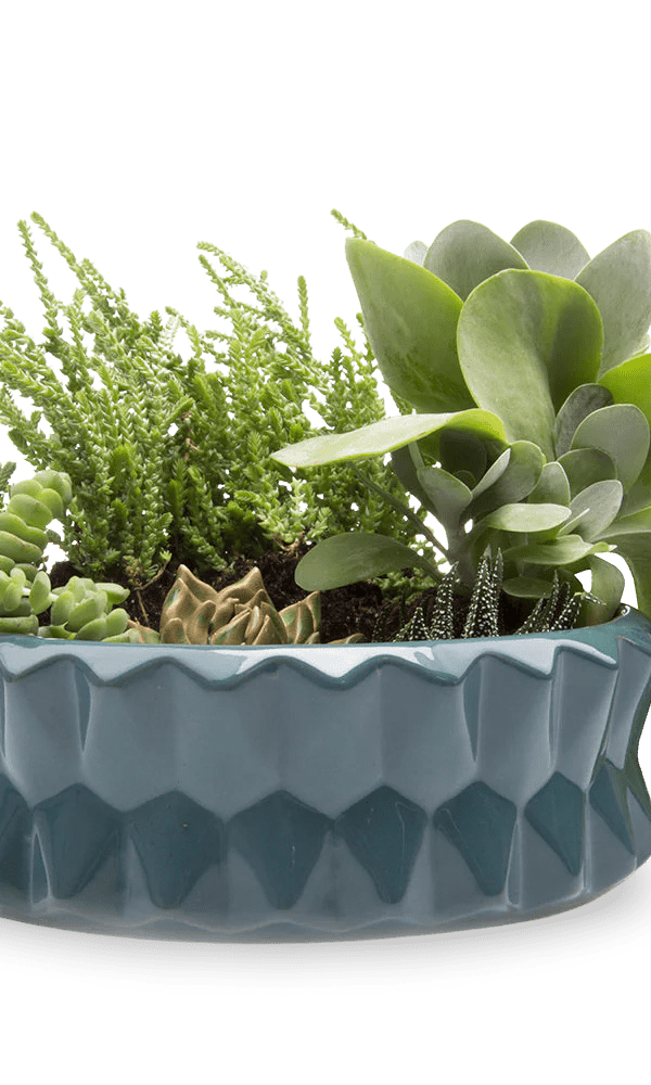 Fang Ceramic Modern Planter For Succulents - Chive Ceramics Studio - Pots - Chive Ceramics Studio