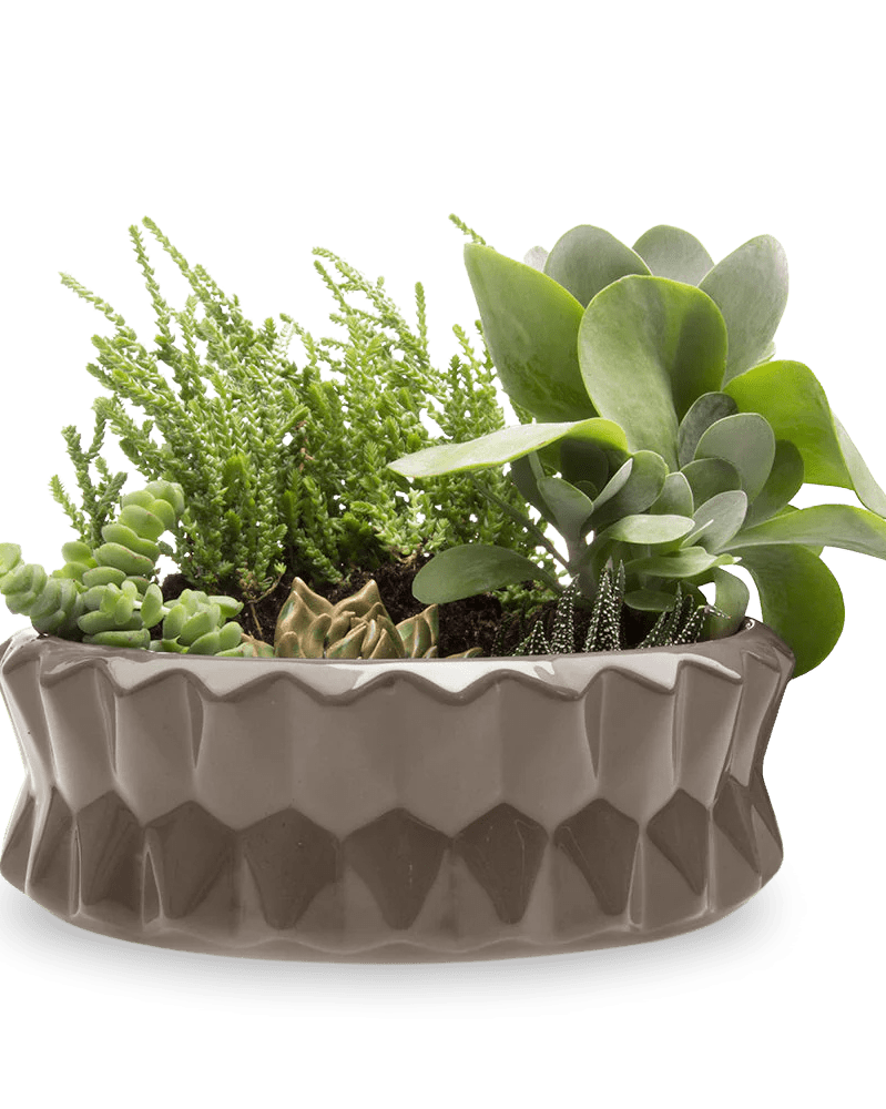 Fang Ceramic Modern Planter For Succulents - Chive Ceramics Studio - Pots - Chive Ceramics Studio