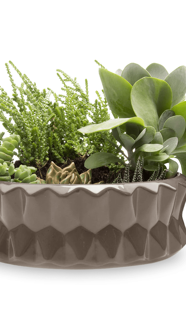 Fang Ceramic Modern Planter For Succulents - Chive Ceramics Studio - Pots - Chive Ceramics Studio