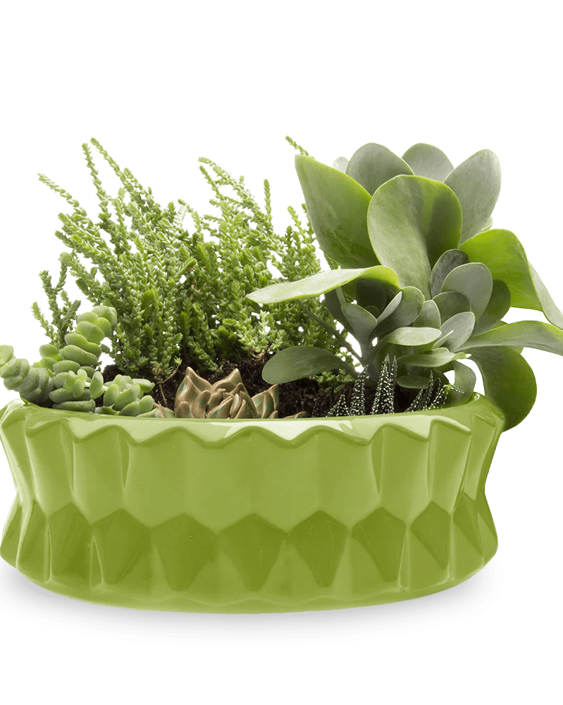 Fang Ceramic Modern Planter For Succulents - Chive Ceramics Studio - Pots - Chive Ceramics Studio