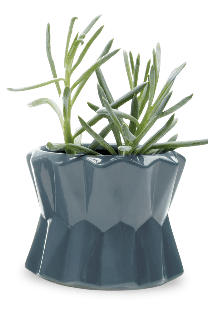 Fang Ceramic Modern Planter For Succulents - Chive Ceramics Studio - Pots - Chive Ceramics Studio