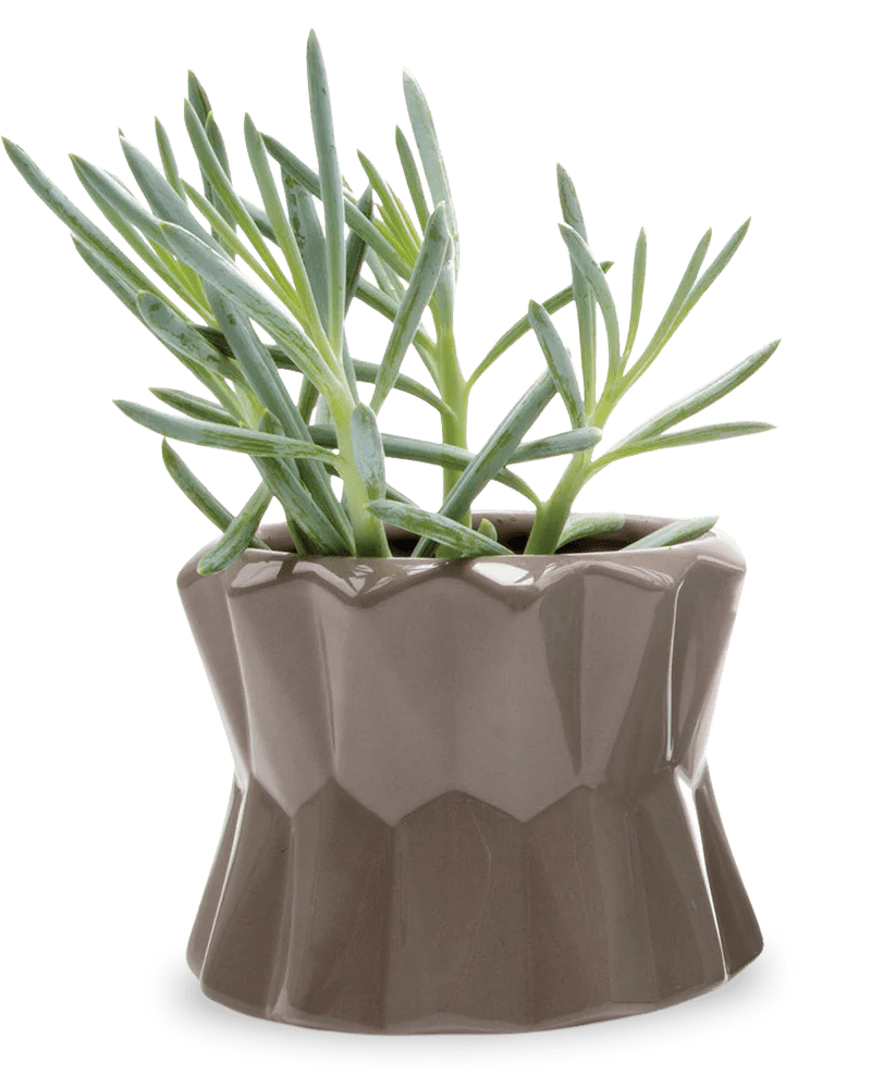 Fang Ceramic Modern Planter For Succulents - Chive Ceramics Studio - Pots - Chive Ceramics Studio