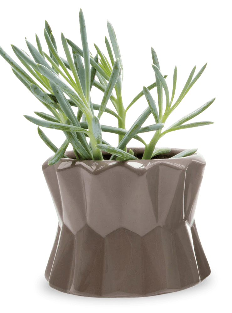 Fang Ceramic Modern Planter For Succulents - Chive Ceramics Studio - Pots - Chive Ceramics Studio