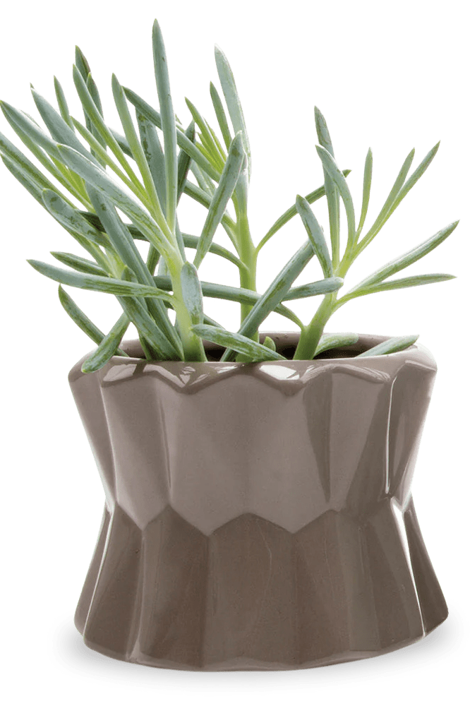 Fang Ceramic Modern Planter For Succulents - Chive Ceramics Studio - Pots - Chive Ceramics Studio