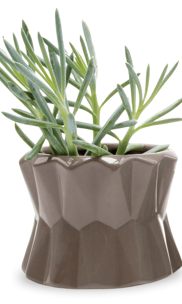 Fang Ceramic Modern Planter For Succulents - Chive Ceramics Studio - Pots - Chive Ceramics Studio