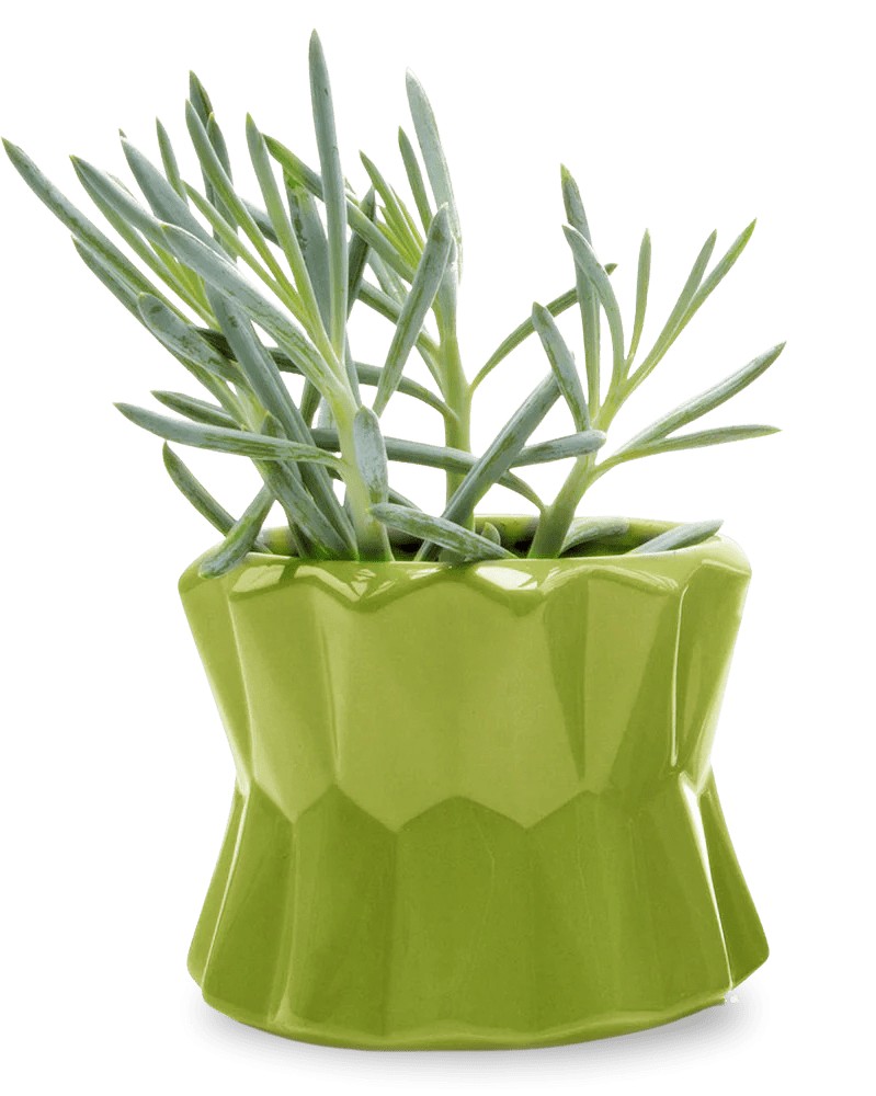 Fang Ceramic Modern Planter For Succulents - Chive Ceramics Studio - Pots - Chive Ceramics Studio