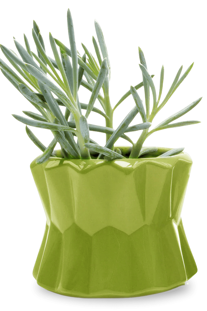 Fang Ceramic Modern Planter For Succulents - Chive Ceramics Studio - Pots - Chive Ceramics Studio