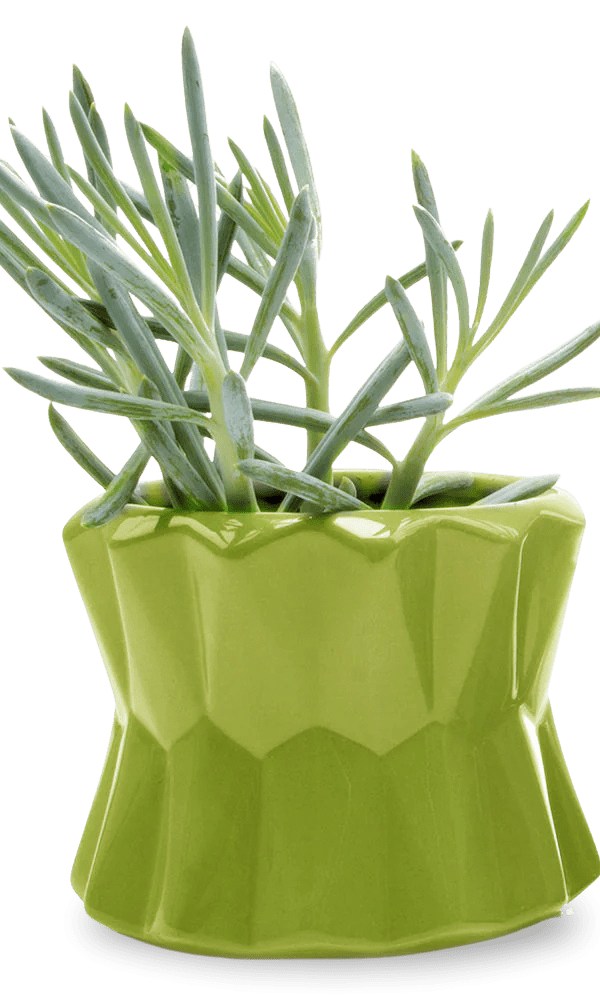 Fang Ceramic Modern Planter For Succulents - Chive Ceramics Studio - Pots - Chive Ceramics Studio