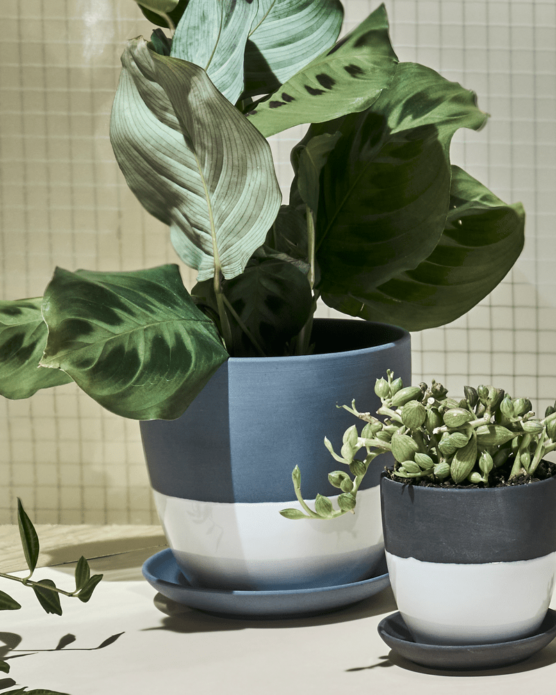 Dyad Porcelain Modern Indoor Plant Pot With Saucer - Chive Ceramics Studio - Pots - Chive US