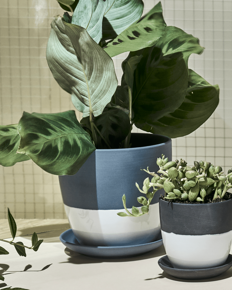 Dyad Porcelain Modern Indoor Plant Pot With Saucer - Chive Ceramics Studio - Pots - Chive US