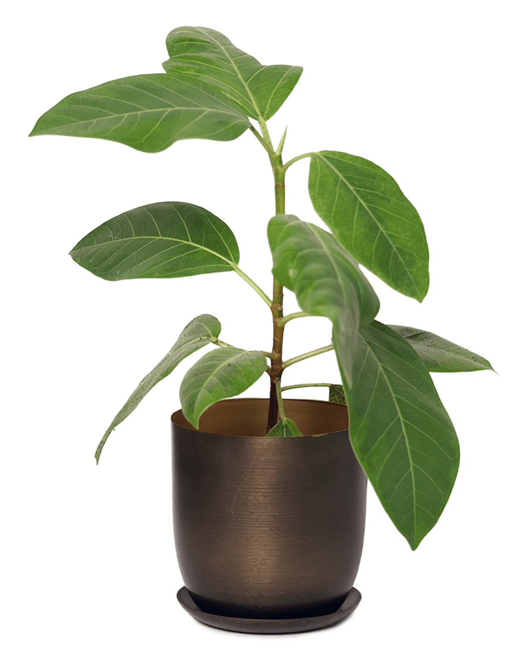 Joe Metal Pot With Drainage Hole | 3 & 5 inch - Chive Ceramics Studio - Pots - Chive Ceramics Studio