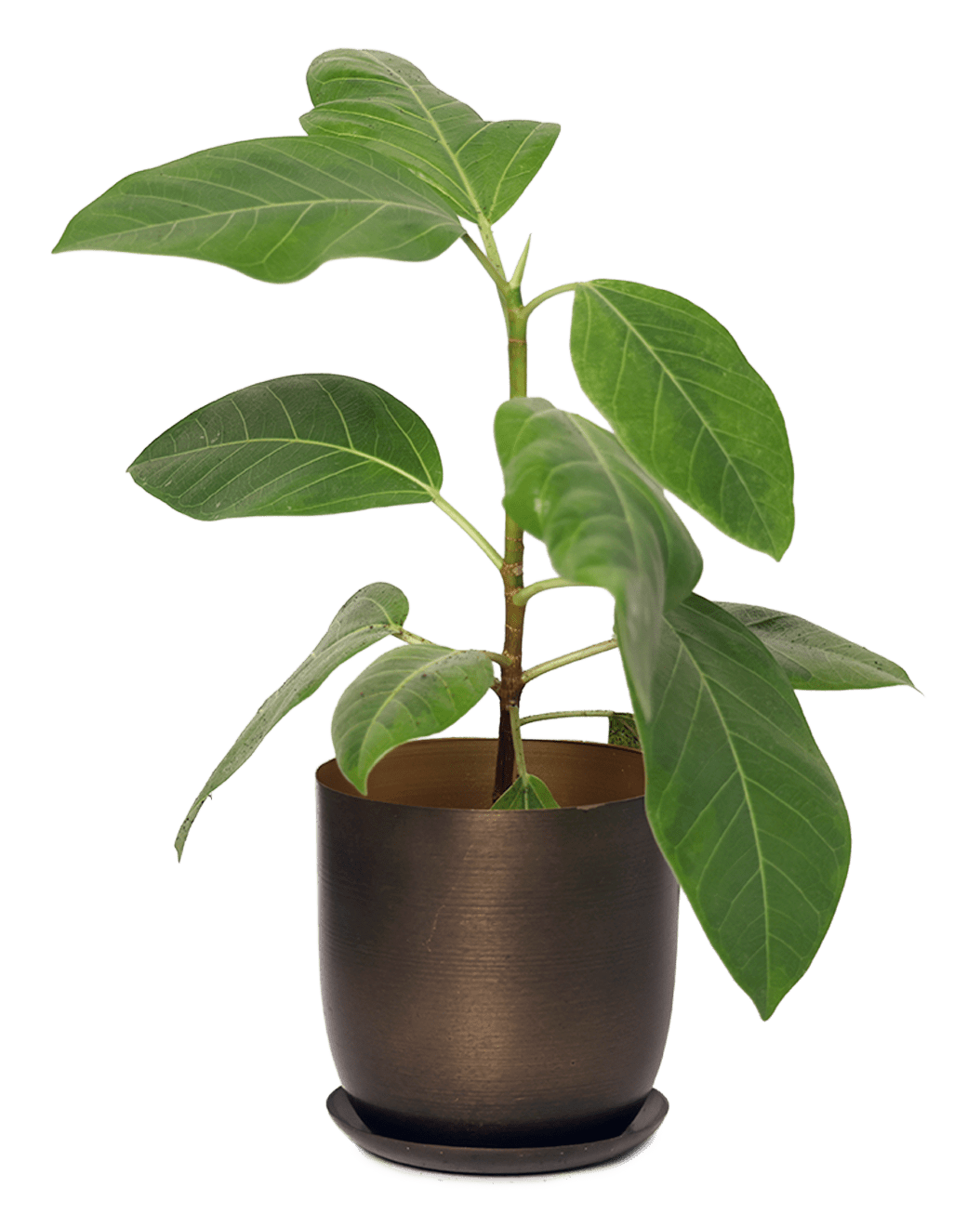 Joe Metal Pot With Drainage Hole | 3 & 5 inch - Chive Ceramics Studio - Pots - Chive Ceramics Studio