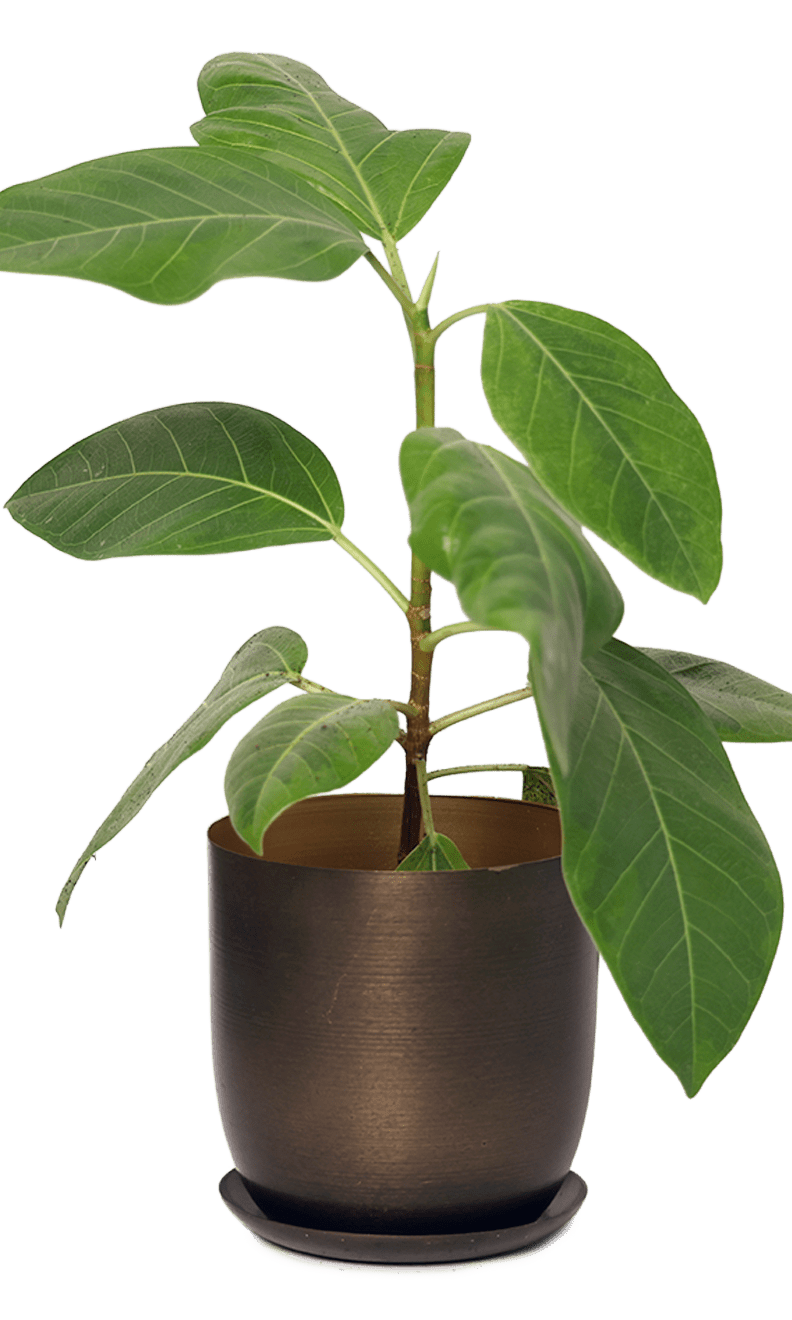 Joe Metal Pot With Drainage Hole | 3 & 5 inch - Chive Ceramics Studio - Pots - Chive Ceramics Studio