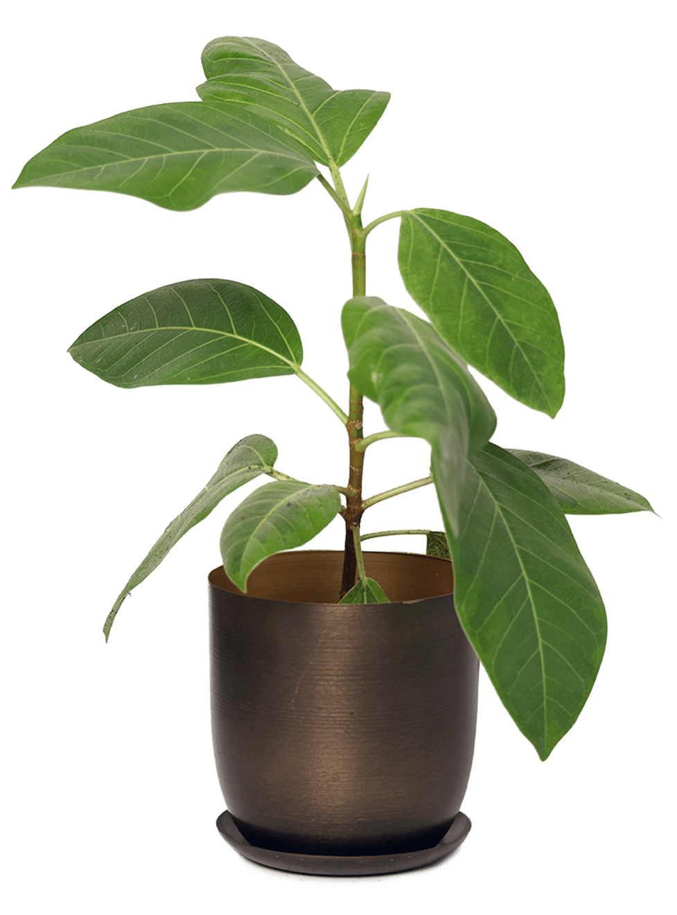 Joe Metal Pot With Drainage Hole | 3 & 5 inch - Chive Ceramics Studio - Pots - Chive Ceramics Studio