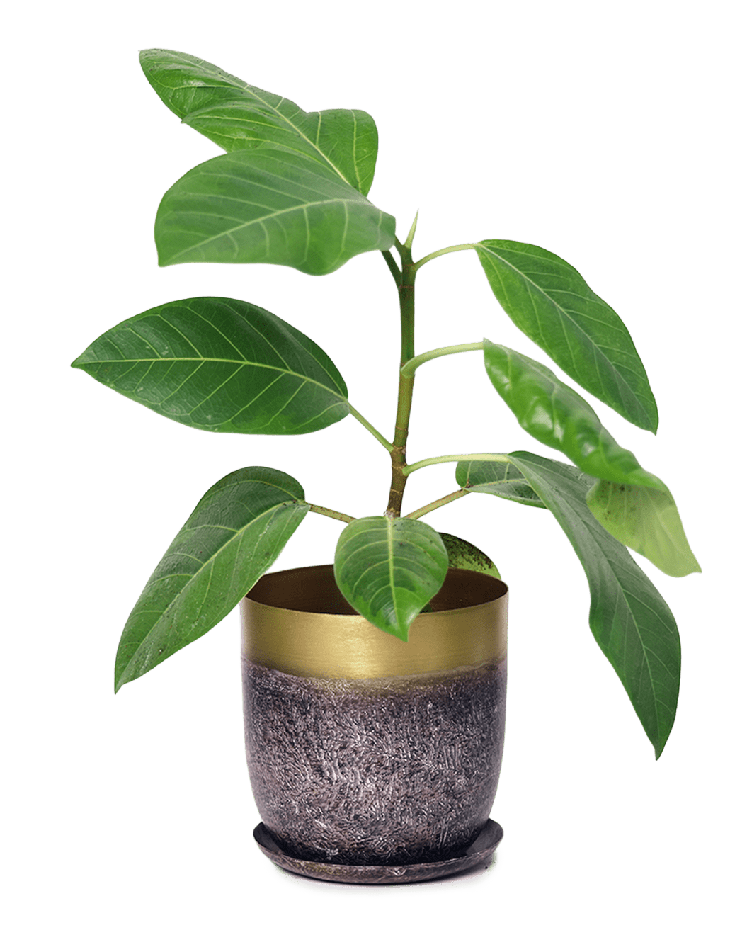 Joe Metal Pot With Drainage Hole | 3 & 5 inch - Chive Ceramics Studio - Pots - Chive Ceramics Studio