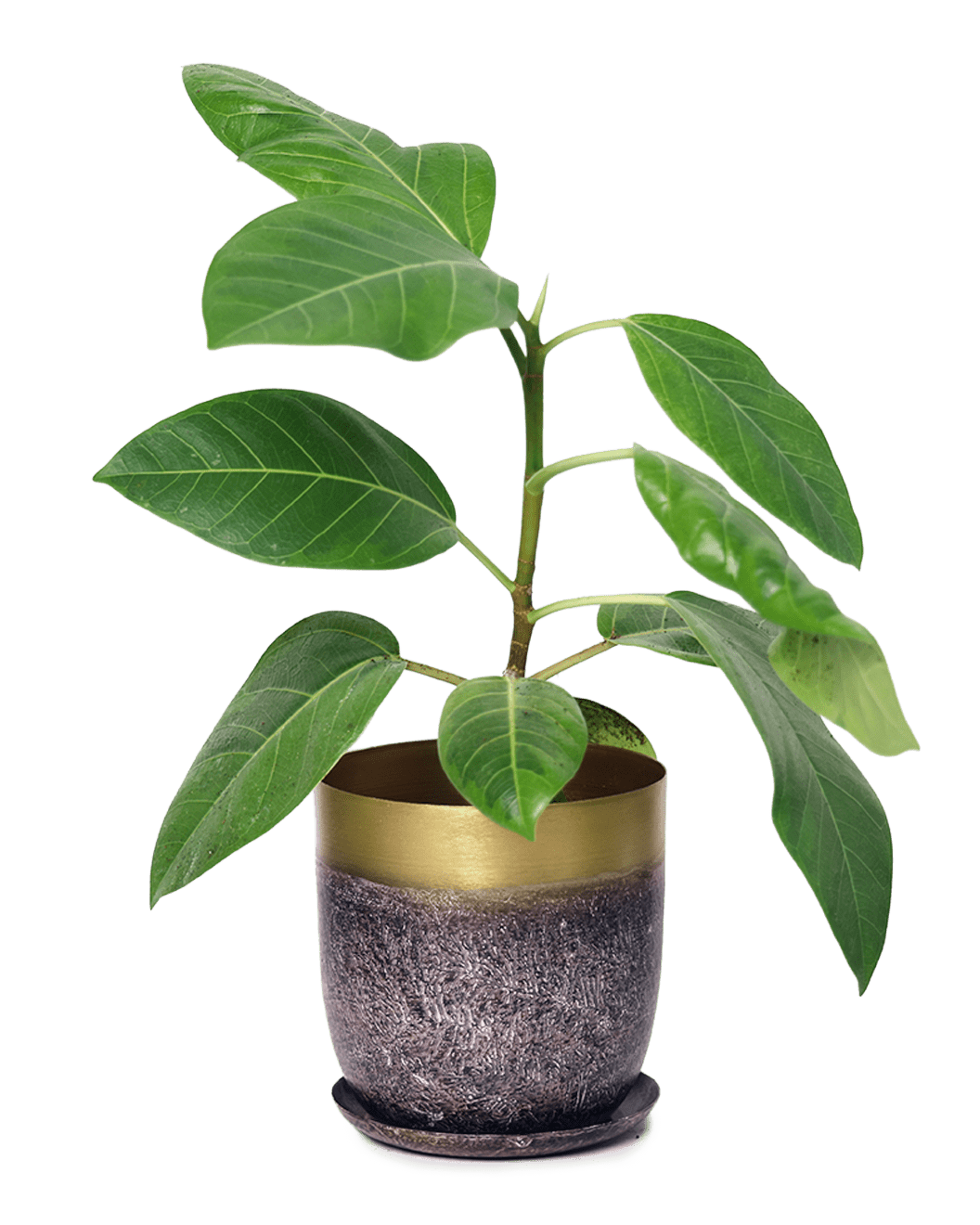 Joe Metal Pot With Drainage Hole | 3 & 5 inch - Chive Ceramics Studio - Pots - Chive Ceramics Studio