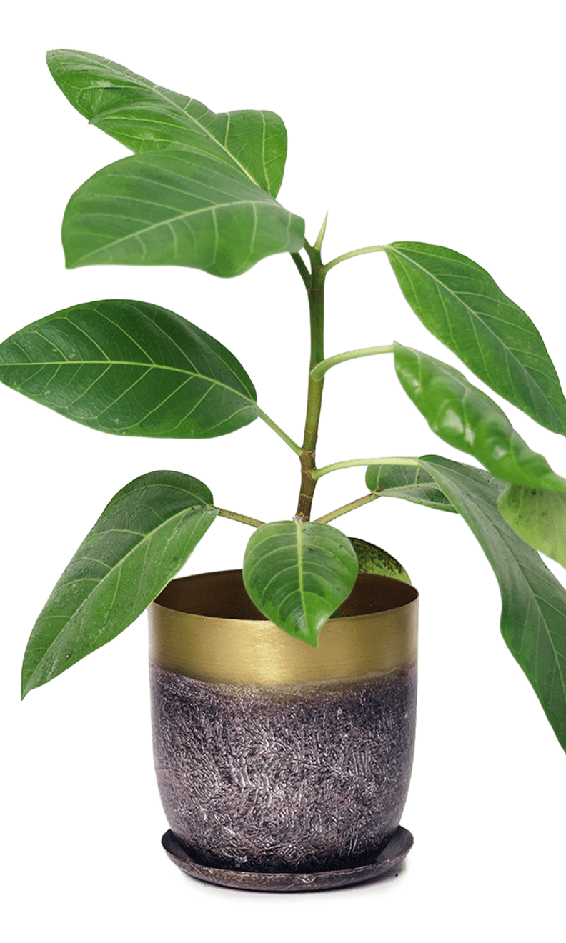 Joe Metal Pot With Drainage Hole | 3 & 5 inch - Chive Ceramics Studio - Pots - Chive Ceramics Studio