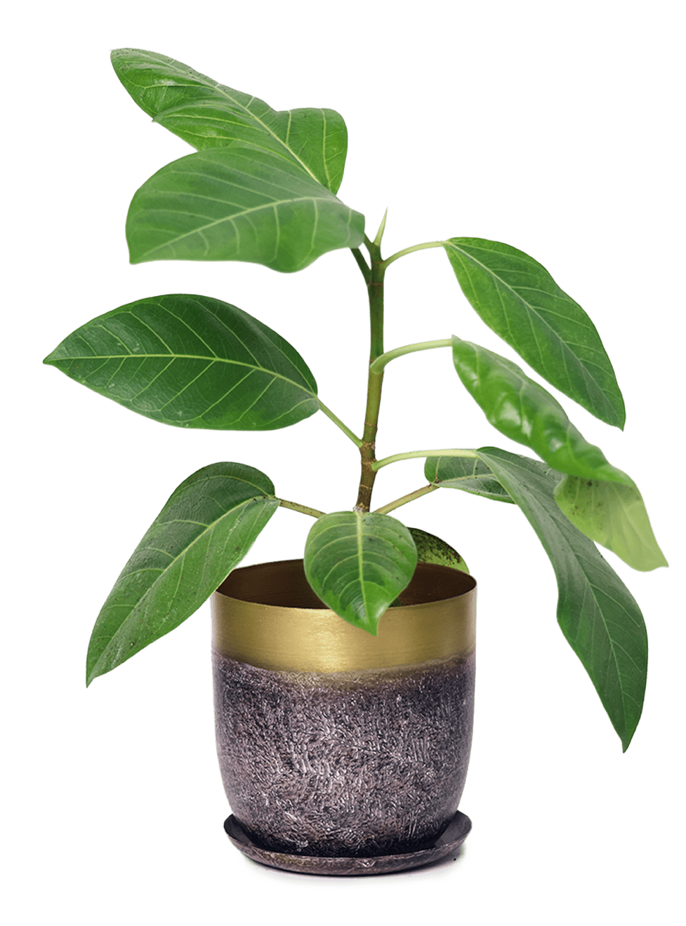 Joe Metal Pot With Drainage Hole | 3 & 5 inch - Chive Ceramics Studio - Pots - Chive Ceramics Studio