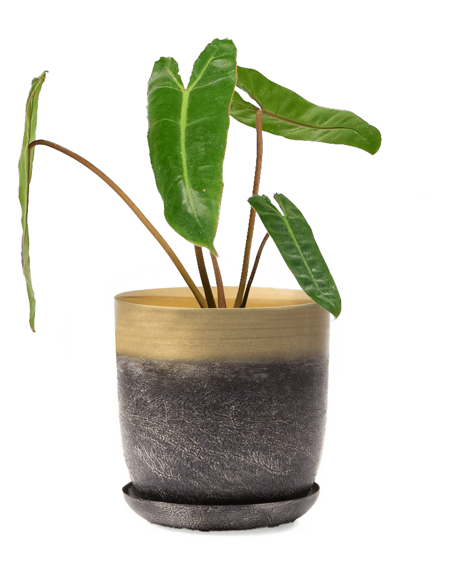 Joe Metal 5" Pot - Chive Ceramics Studio - Pots - Chive Ceramics Studio