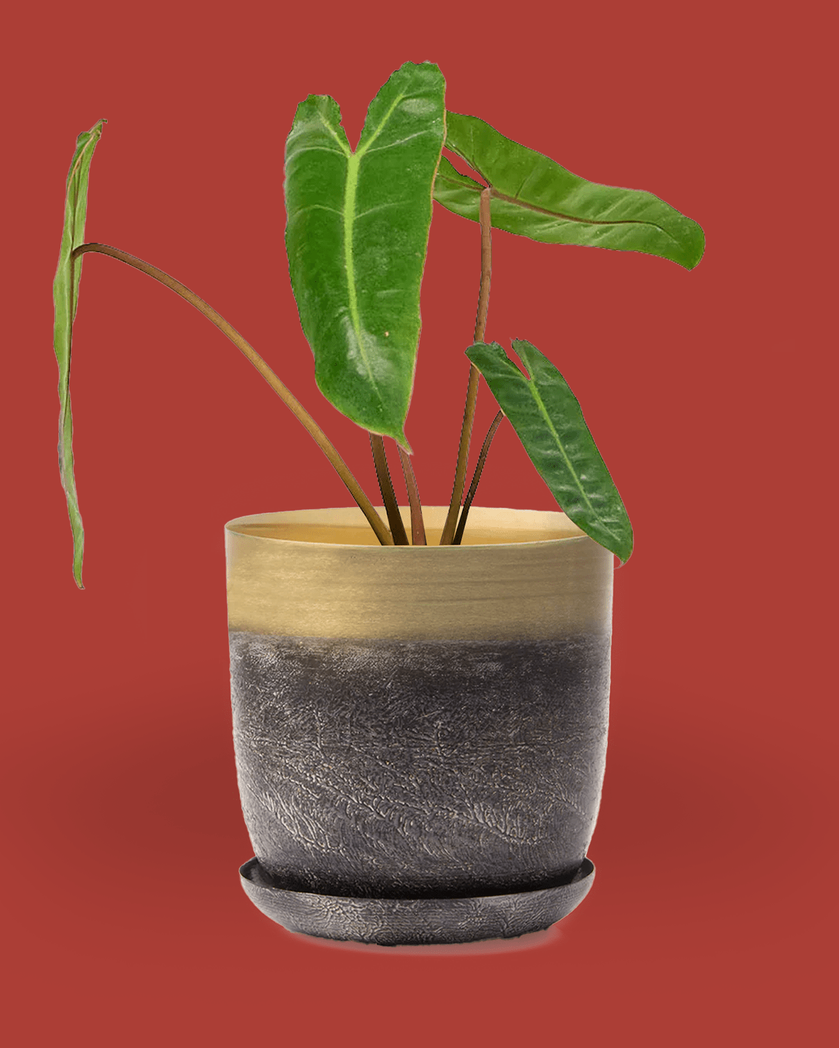 Joe Metal 5" Pot - Chive Ceramics Studio - Pots - Chive Ceramics Studio