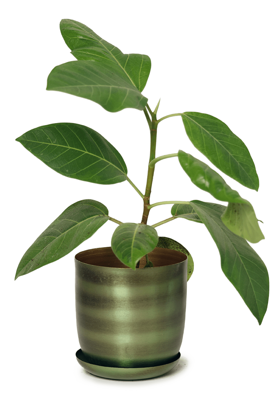 Joe Metal Pot With Drainage Hole | 3 & 5 inch - Chive Ceramics Studio - Pots - Chive Ceramics Studio
