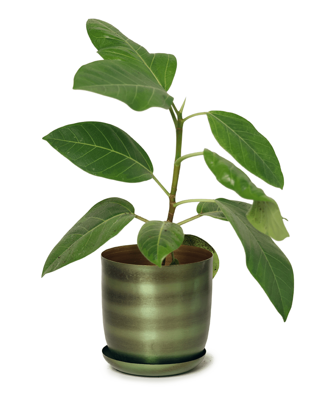 Joe Metal Pot With Drainage Hole | 3 & 5 inch - Chive Ceramics Studio - Pots - Chive Ceramics Studio