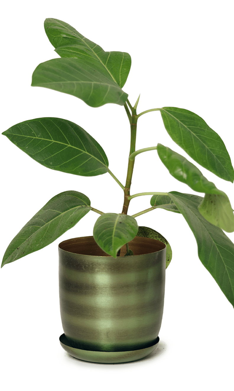 Joe Metal Pot With Drainage Hole | 3 & 5 inch - Chive Ceramics Studio - Pots - Chive Ceramics Studio