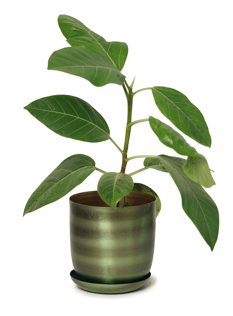 Joe Metal Pot With Drainage Hole | 3 & 5 inch - Chive Ceramics Studio - Pots - Chive Ceramics Studio