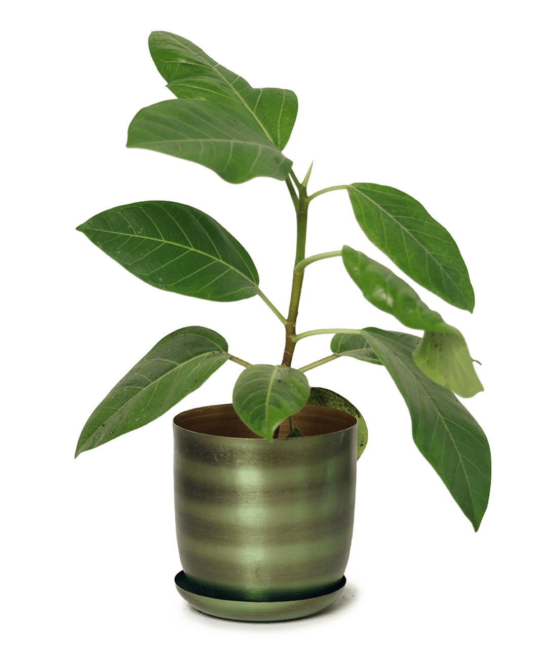 Joe Metal Pot With Drainage Hole | 3 & 5 inch - Chive Ceramics Studio - Pots - Chive Ceramics Studio