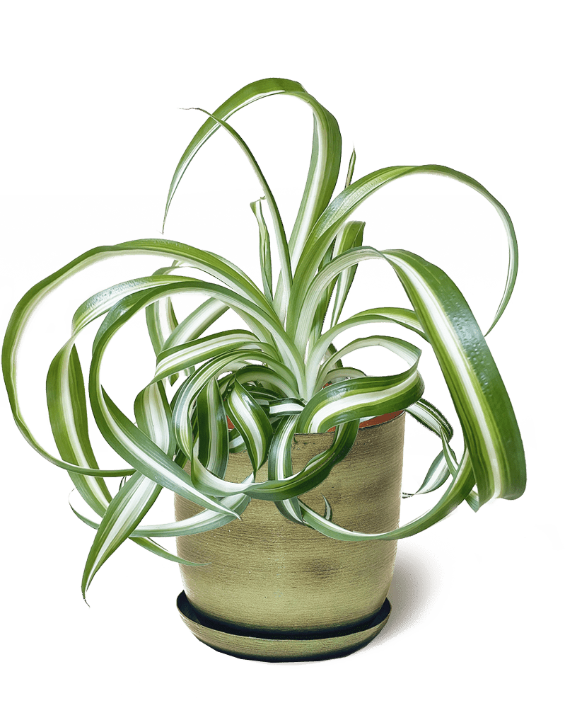 Joe Metal Pot With Drainage Hole - Chive Ceramics Studio - Pots - Chive US