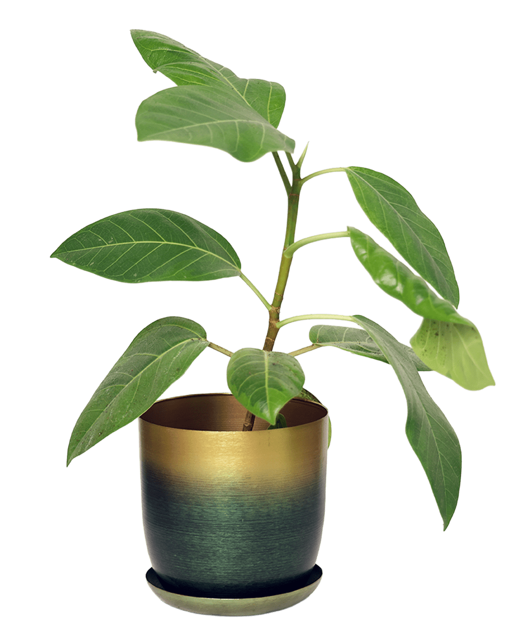 Joe Metal Pot With Drainage Hole | 3 & 5 inch - Chive Ceramics Studio - Pots - Chive Ceramics Studio