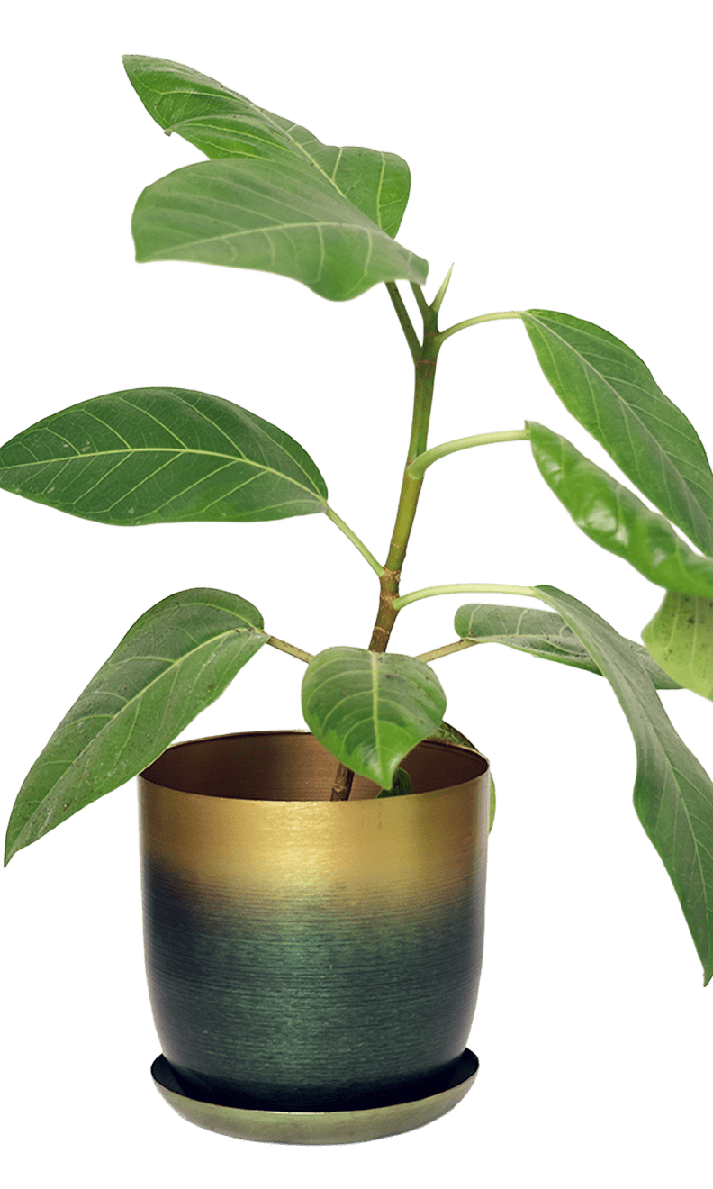 Joe Metal Pot With Drainage Hole | 3 & 5 inch - Chive Ceramics Studio - Pots - Chive Ceramics Studio