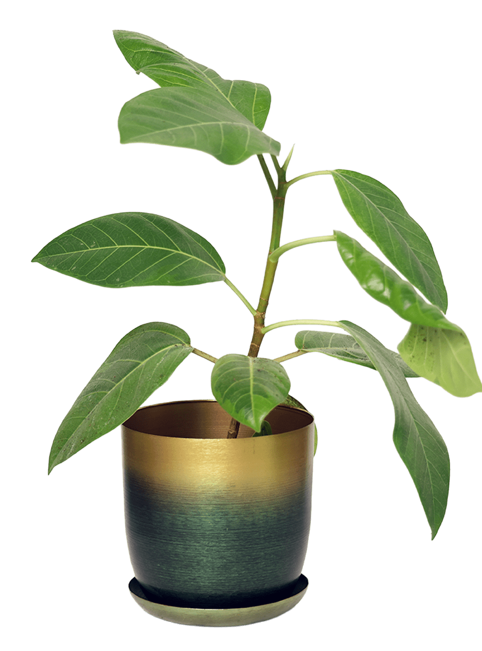 Joe Metal Pot With Drainage Hole | 3 & 5 inch - Chive Ceramics Studio - Pots - Chive Ceramics Studio