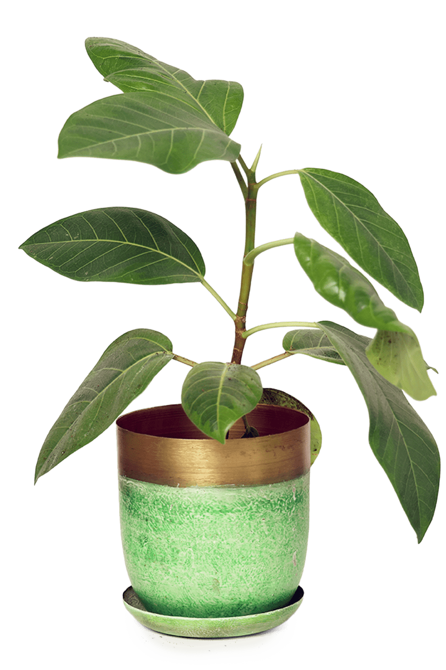 Joe Metal Pot With Drainage Hole | 3 & 5 inch - Chive Ceramics Studio - Pots - Chive Ceramics Studio