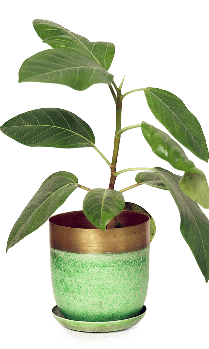 Joe Metal Pot With Drainage Hole | 3 & 5 inch - Chive Ceramics Studio - Pots - Chive Ceramics Studio