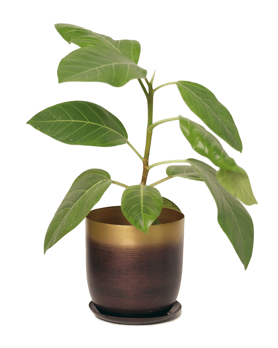 Joe Metal Pot With Drainage Hole | 3 & 5 inch - Chive Ceramics Studio - Pots - Chive Ceramics Studio