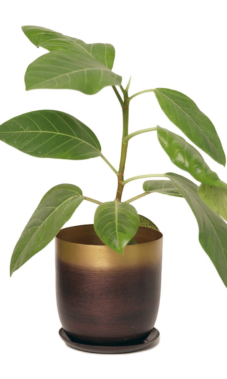 Joe Metal Pot With Drainage Hole | 3 & 5 inch - Chive Ceramics Studio - Pots - Chive Ceramics Studio