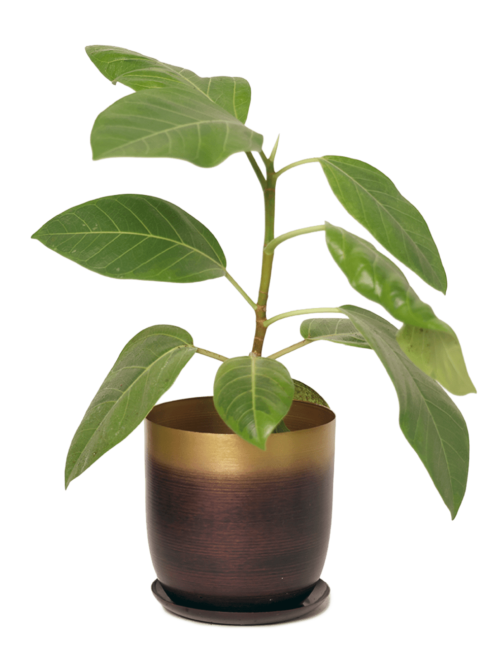 Joe Metal Pot With Drainage Hole | 3 & 5 inch - Chive Ceramics Studio - Pots - Chive Ceramics Studio