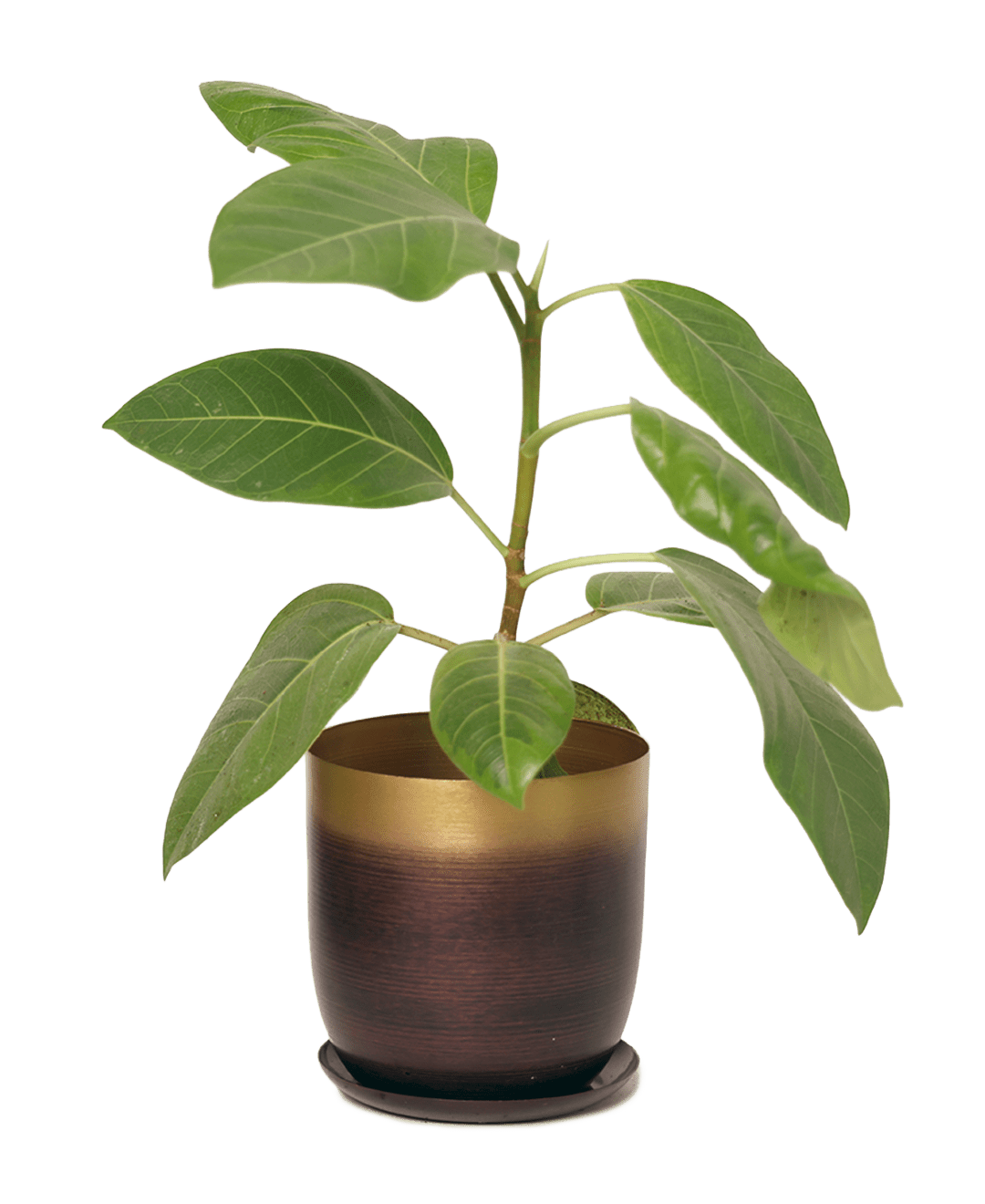 Joe Metal Pot With Drainage Hole | 3 & 5 inch - Chive Ceramics Studio - Pots - Chive Ceramics Studio