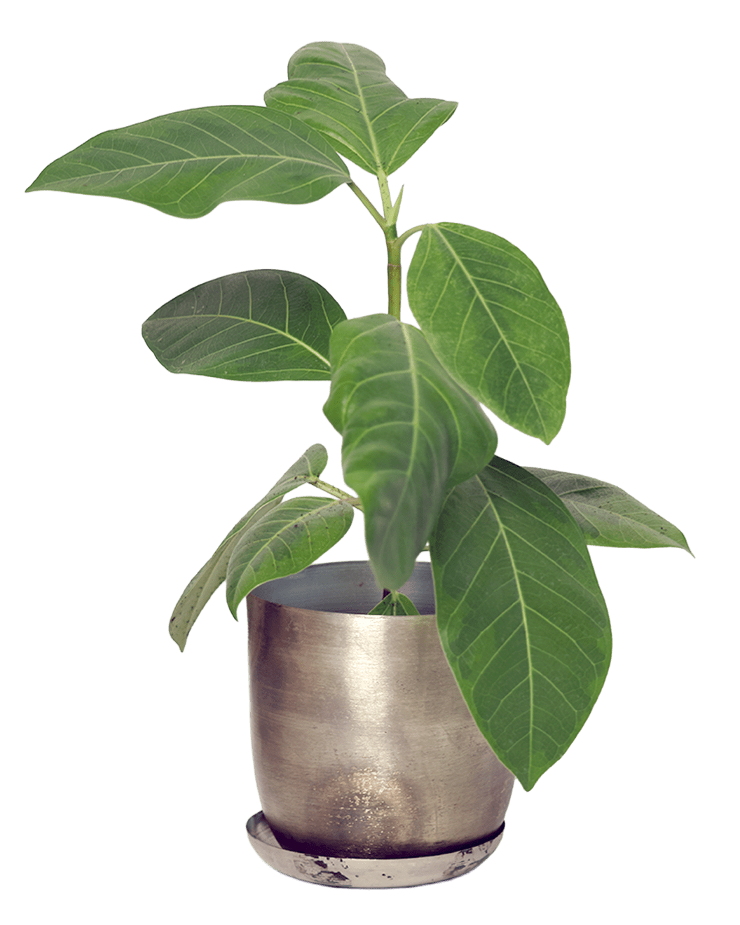 Joe Metal Pot With Drainage Hole | 3 & 5 inch - Chive Ceramics Studio - Pots - Chive Ceramics Studio