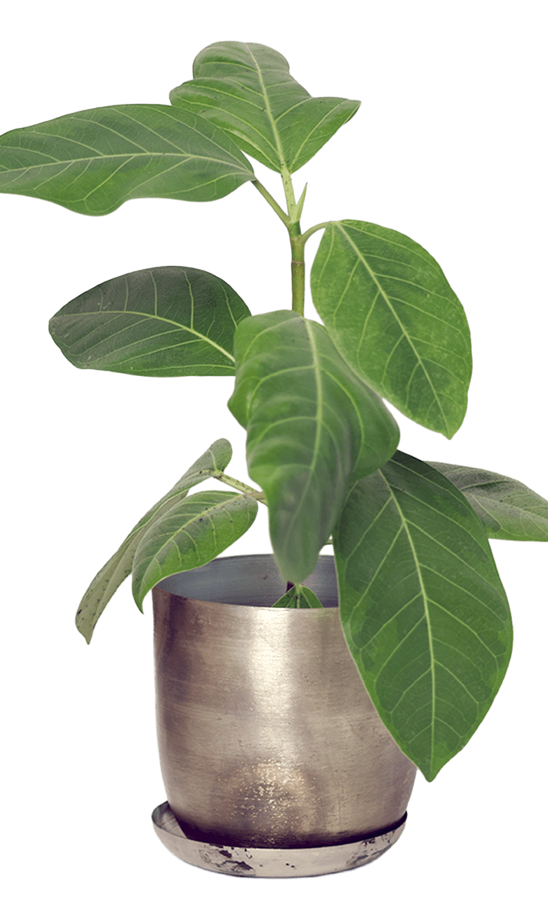 Joe Metal Pot With Drainage Hole | 3 & 5 inch - Chive Ceramics Studio - Pots - Chive Ceramics Studio