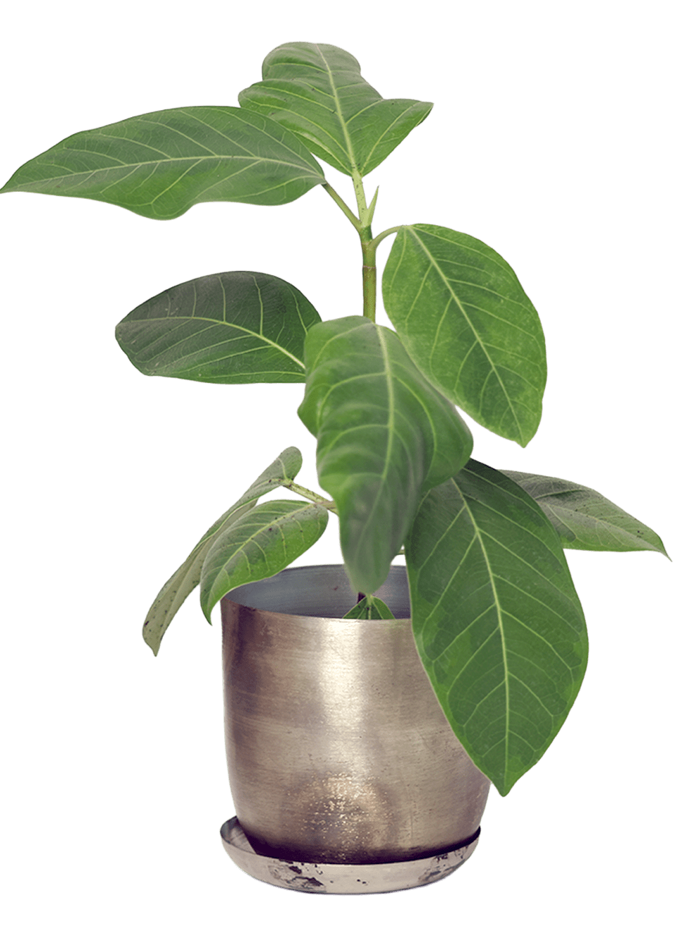 Joe Metal Pot With Drainage Hole | 3 & 5 inch - Chive Ceramics Studio - Pots - Chive Ceramics Studio