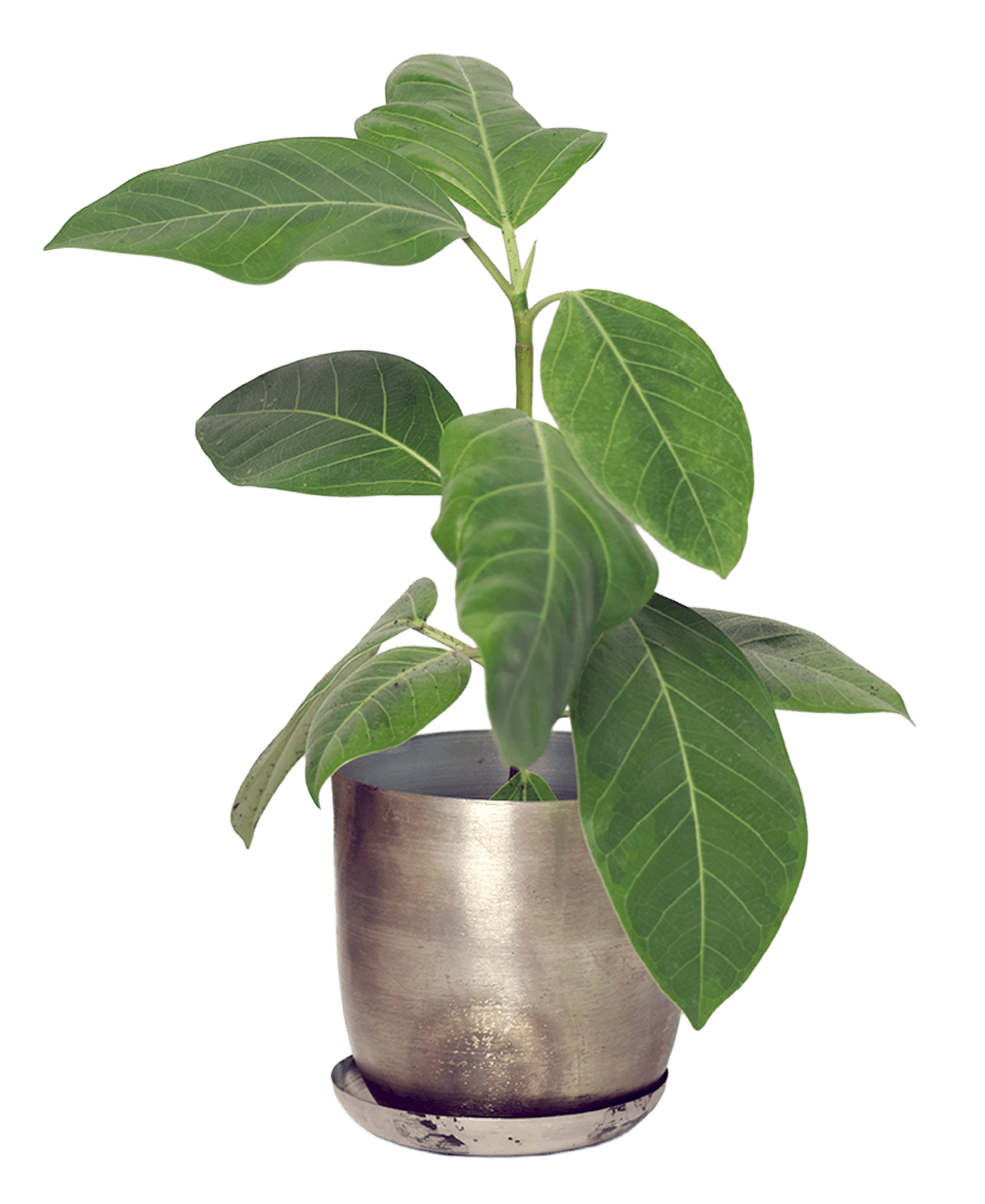 Joe Metal Pot With Drainage Hole | 3 & 5 inch - Chive Ceramics Studio - Pots - Chive Ceramics Studio