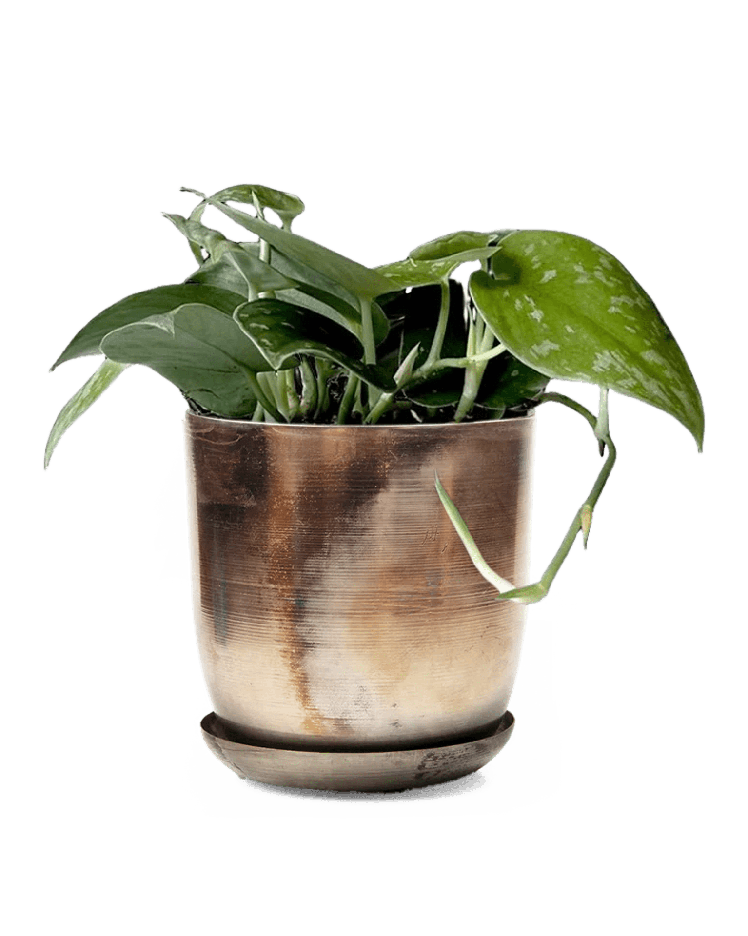 Joe Metal 5" Pot - Chive Ceramics Studio - Pots - Chive Ceramics Studio