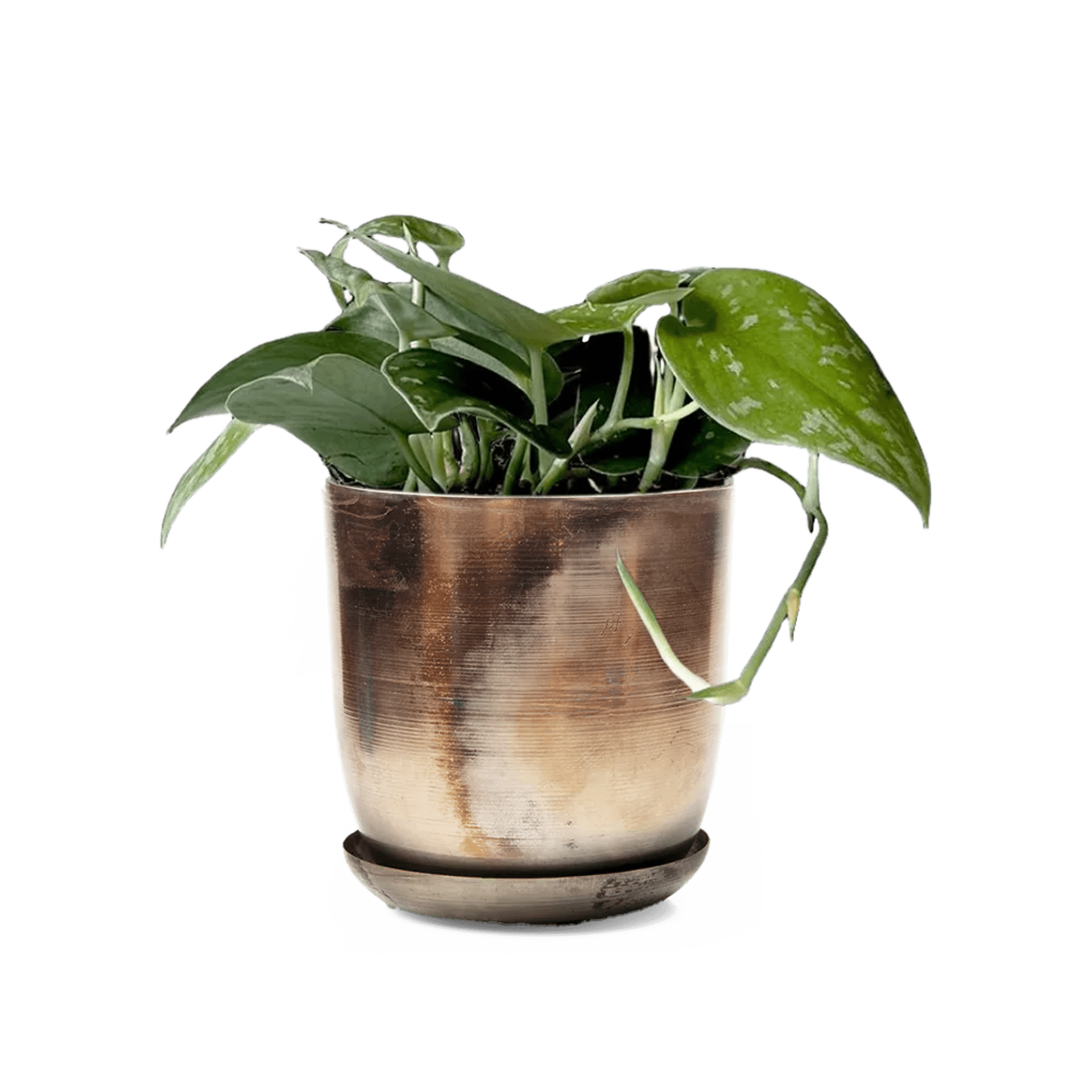 Joe Metal 5" Pot - Chive Ceramics Studio - Pots - Chive Ceramics Studio