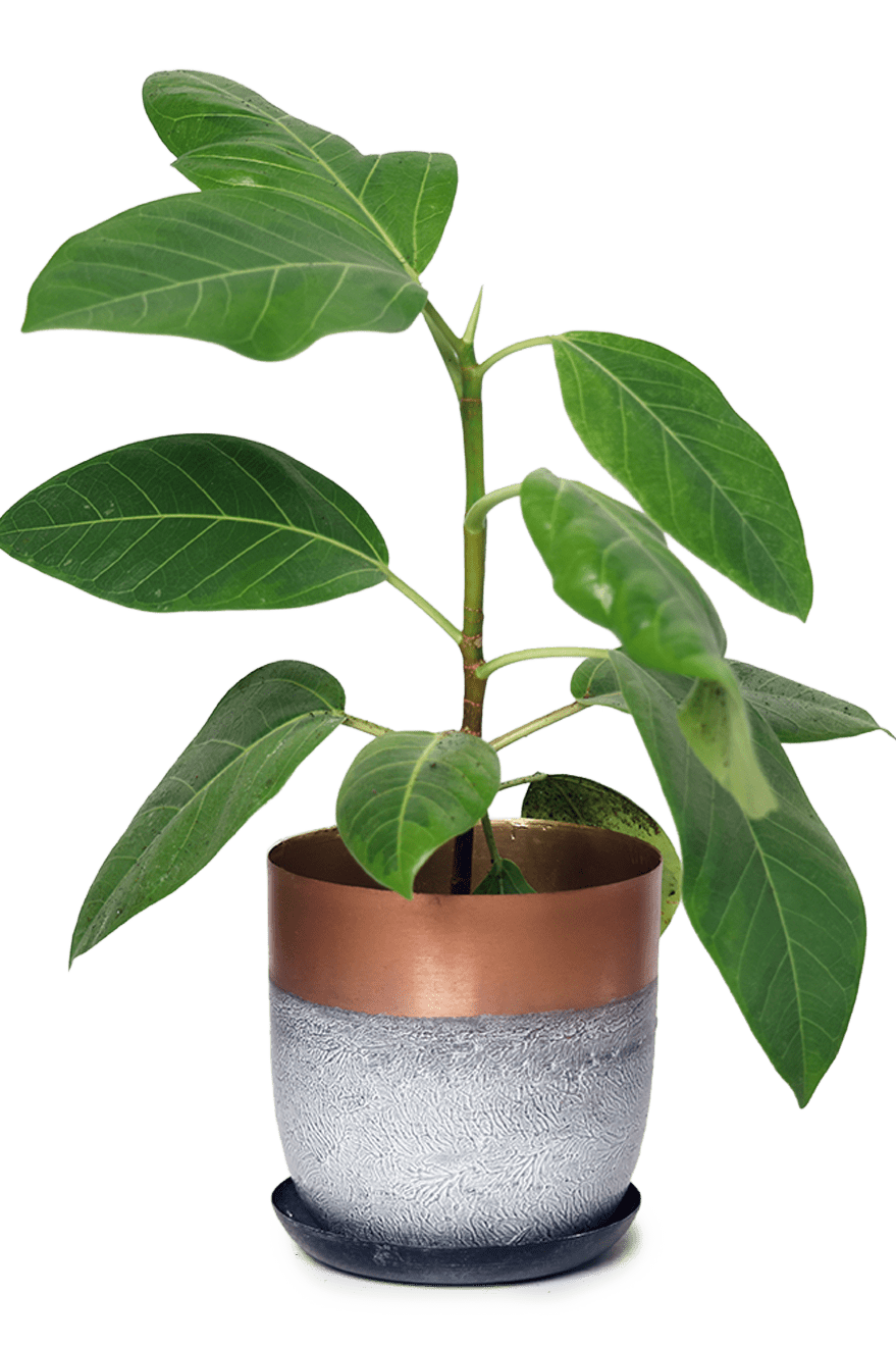 Joe Metal Pot With Drainage Hole | 3 & 5 inch - Chive Ceramics Studio - Pots - Chive Ceramics Studio